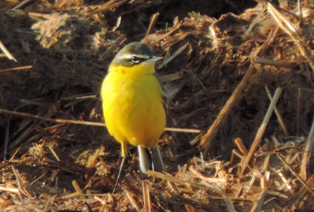 Cutrettola [photo credit: www.flickr.com/photos/60740813@N04/26120777175ITALY WAGTAILS - EASTER 2016 Motacilla flava feldegg melanogrisea cinereocapilla beema CUTRETTOLA SYKES CAPOCENERINO GIALLAvia photopincreativecommons.org/licenses/by/2.0/]