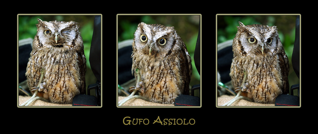 Assiolo