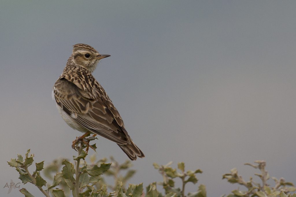 Tottavila [photo credit: www.flickr.com/photos/60513640@N07/26605081501Alondra totovía - Lullula arborea - Wood Lark - Heidelerche via photopincreativecommons.org/licenses/by-nc-sa/2.0]