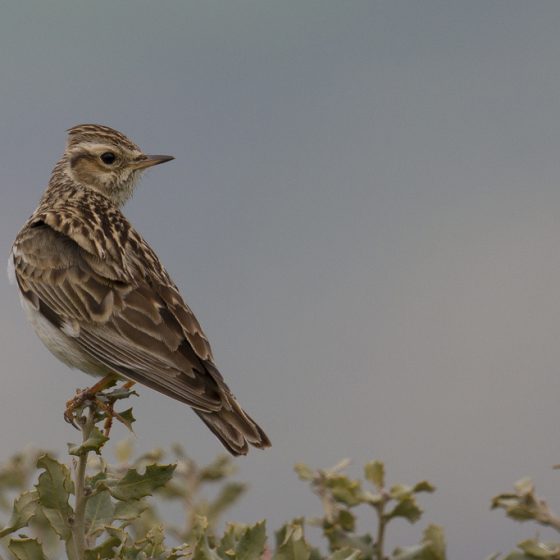 Tottavila [photo credit: www.flickr.com/photos/60513640@N07/26605081501Alondra totovía - Lullula arborea - Wood Lark - Heidelerche via photopincreativecommons.org/licenses/by-nc-sa/2.0]