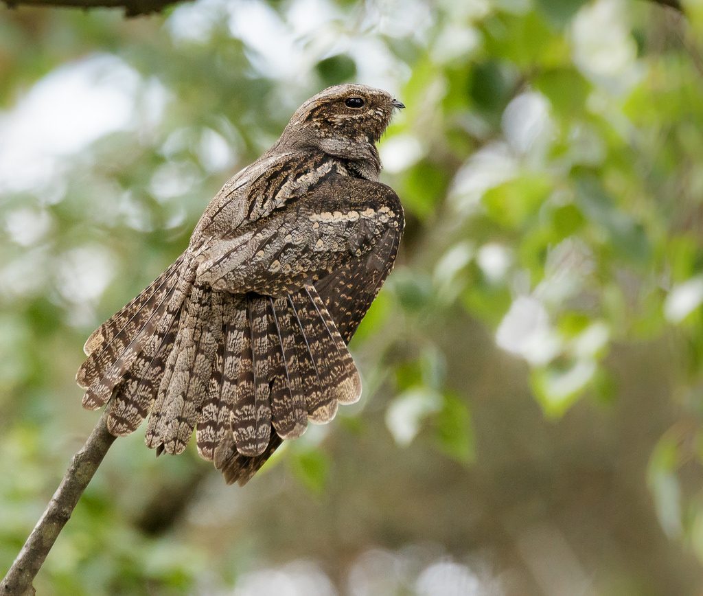 Succiacapre [photo credit: www.flickr.com/photos/127787488@N03/27017410413Nightjar via photopincreativecommons.org/licenses/by-nc-nd/2.0/]