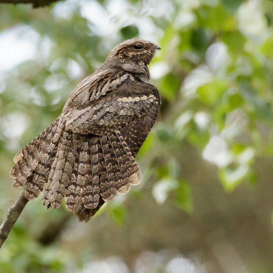 Succiacapre [photo credit: www.flickr.com/photos/127787488@N03/27017410413Nightjar via photopincreativecommons.org/licenses/by-nc-nd/2.0/]