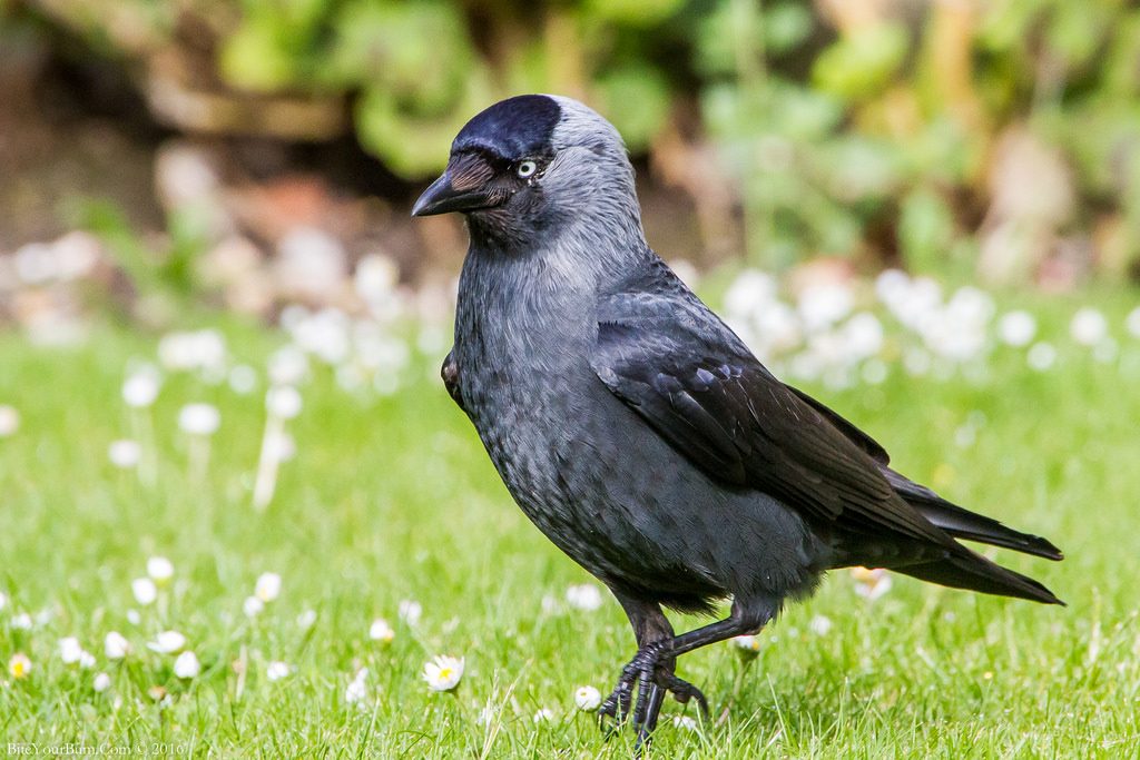 Taccola [photo credit: www.flickr.com/photos/30026676@N05/27062219981Jackdaw (Corvus monedula)via photopincreativecommons.org/licenses/by-nc-nd/2.0/]