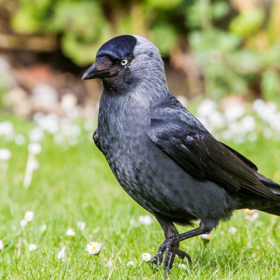 Taccola [photo credit: www.flickr.com/photos/30026676@N05/27062219981Jackdaw (Corvus monedula)via photopincreativecommons.org/licenses/by-nc-nd/2.0/]