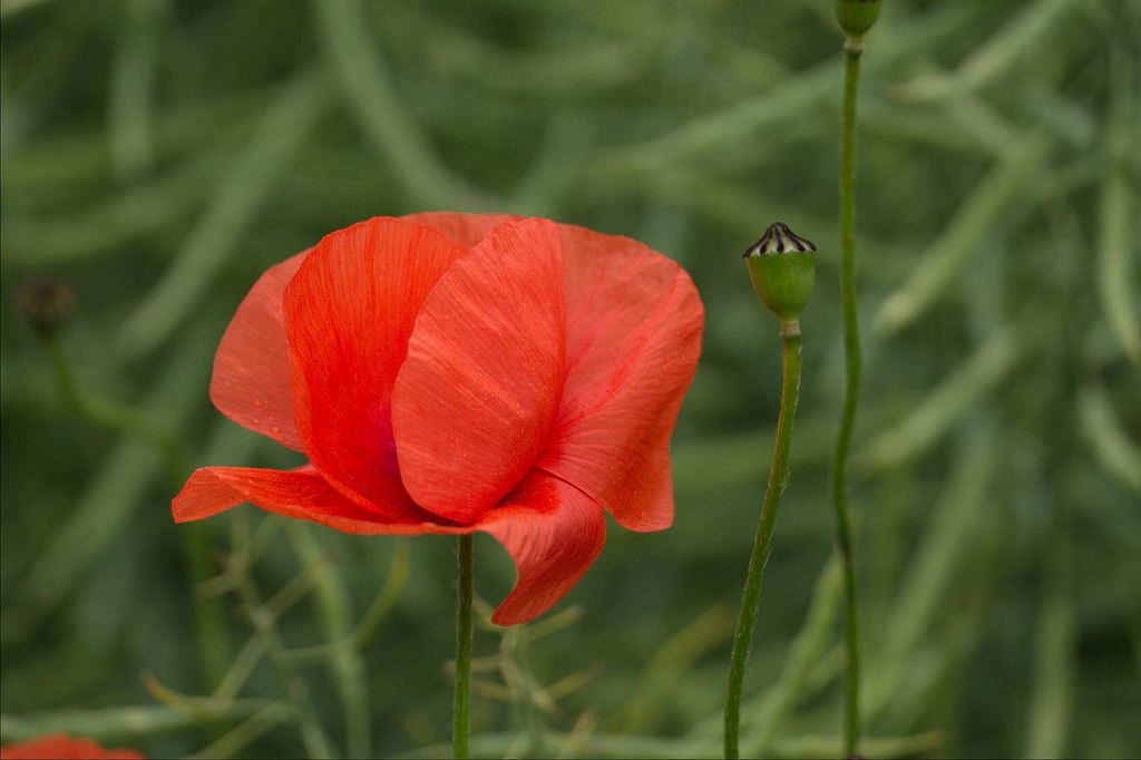 Papaver rhoeas, papavero photo credit: www.flickr.com/photos/69570948@N04/27405655922 Klatschmohn (Papaver rhoeas) (03)via photopin.com creativecommons.org/licenses/by-sa/2.0/