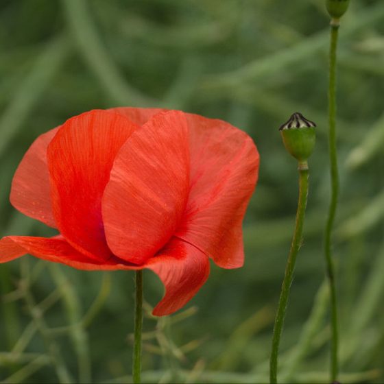 Papaver rhoeas, papavero photo credit: www.flickr.com/photos/69570948@N04/27405655922 Klatschmohn (Papaver rhoeas) (03)via photopin.com creativecommons.org/licenses/by-sa/2.0/