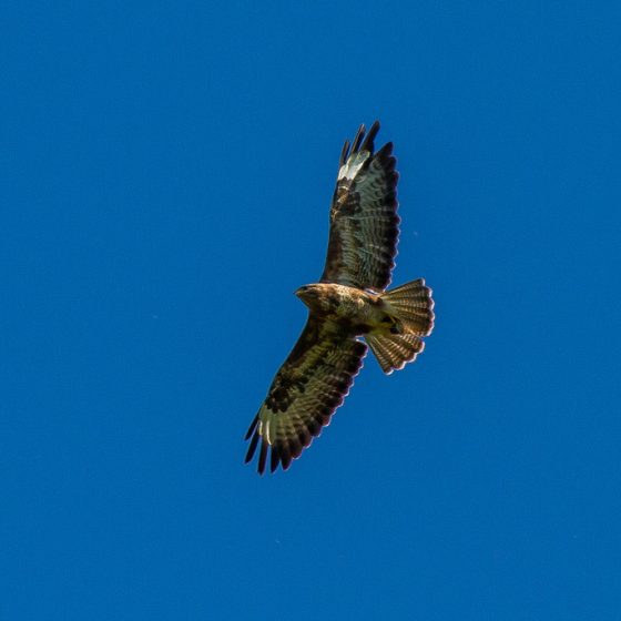 Buteo buteo, poiana [photo credit: www.flickr.com/photos/30026676@N05/28702848582 Buzzard (Buteo buteo) via photopin.com - photopin creativecommons.org/licenses/by-nc-nd/2.0 (license)]
