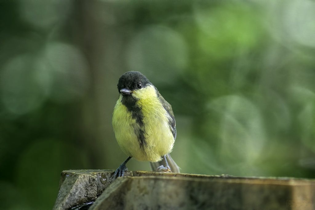 Cinciallegra (Parus major) [photo credit: www.flickr.com/photos/15251430@N03/28856038153Hey ! Peeper ! via photopincreativecommons.org/licenses/by-nc-nd/2.0/]