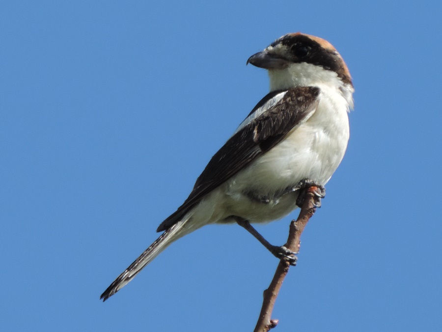 Averla capirossa [photo credit: www.flickr.com/photos/60740813@N04/29112067553WOODCHAT SHRIKE LANIUS SENATORvia photopincreativecommons.org/licenses/by/2.0/]