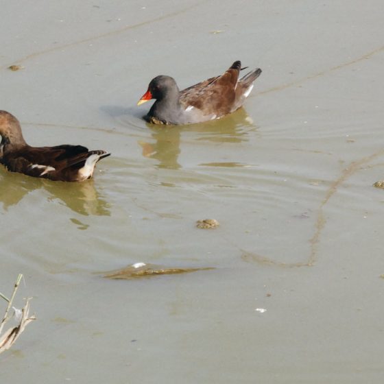 Gallinella d'acqua [photo credit: www.flickr.com/photos/14710614@N08/29459833996via photopincreativecommons.org/licenses/by-nc-sa/2.0/]