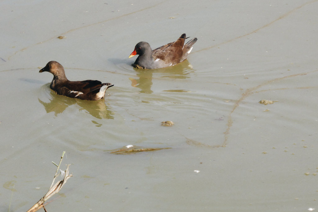 Gallinella d'acqua