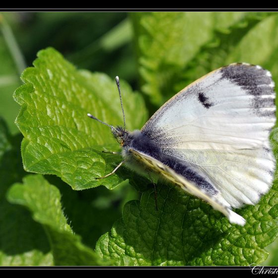 Pieris rapae [photo credit: cquintin www.flickr.com/photos/34878947@N04/3458643560Pieris rapae Piéride de la rave (mâle) via photopincreativecommons.org/licenses/by-nc/2.0/]