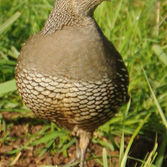 Coturnix coturnix, quaglia (femmina) photo credit: www.flickr.com/photos/71962092@N00/4413392990 Female quailvia photopincreativecommons.org/licenses/by-nd/2.0