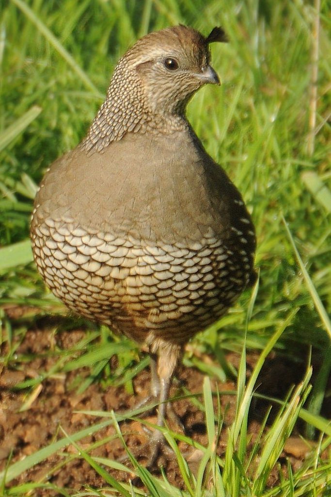 Coturnix coturnix, quaglia (femmina) photo credit: www.flickr.com/photos/71962092@N00/4413392990 Female quailvia photopincreativecommons.org/licenses/by-nd/2.0