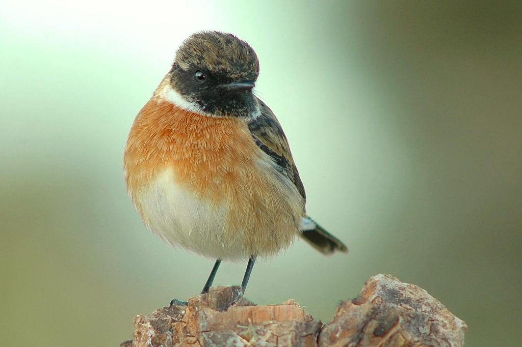 Saltimpalo (Saxicola torquatus)[photo credit: www.flickr.com/photos/70417829@N00/5265639383Tarabilla comúnvia photopincreativecommons.org/licenses/by-nc-sa/2.0/]