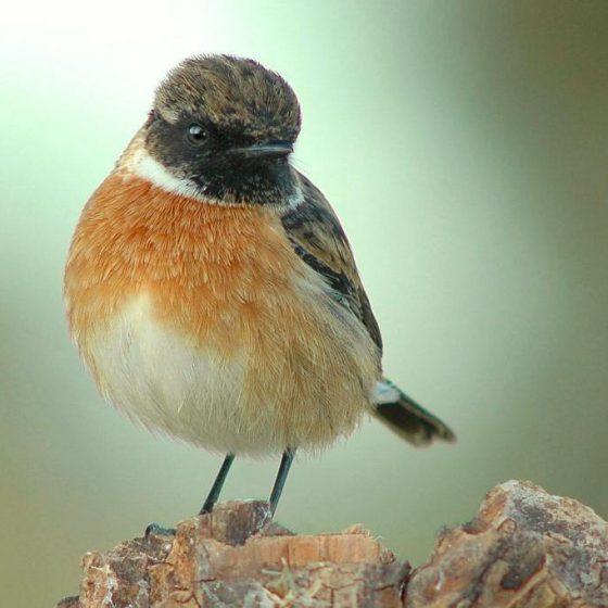 Saltimpalo (Saxicola torquatus)[photo credit: www.flickr.com/photos/70417829@N00/5265639383Tarabilla comúnvia photopincreativecommons.org/licenses/by-nc-sa/2.0/]