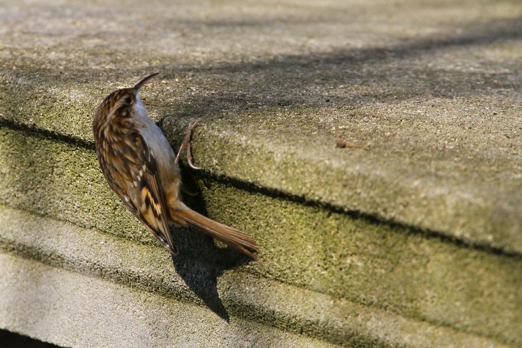 Rampichino [photo credit: www.flickr.com/photos/20973851@N03/5380140189Grimpereau des jardins (Certhia brachydactyla) Short-toed Treecreeper via photopincreativecommons.org/licenses/by-nc-nd/2.0/]