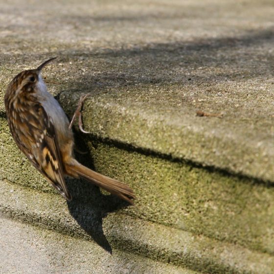 Rampichino [photo credit: www.flickr.com/photos/20973851@N03/5380140189Grimpereau des jardins (Certhia brachydactyla) Short-toed Treecreeper via photopincreativecommons.org/licenses/by-nc-nd/2.0/]