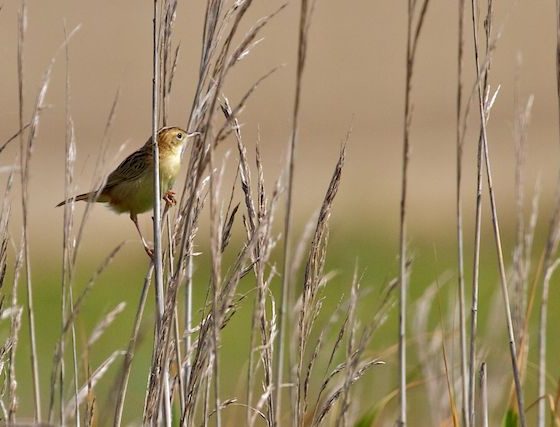 Beccamoschino [photo credit: www.flickr.com/photos/20973851@N03/5974582207Cisticole des joncs Zitting Cisticola (Cisticola juncidis)via photopincreativecommons.org/licenses/by-nc-nd/2.0/]