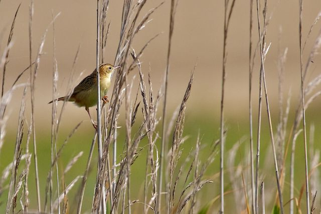 Beccamoschino [photo credit: www.flickr.com/photos/20973851@N03/5974582207Cisticole des joncs Zitting Cisticola (Cisticola juncidis)via photopincreativecommons.org/licenses/by-nc-nd/2.0/]