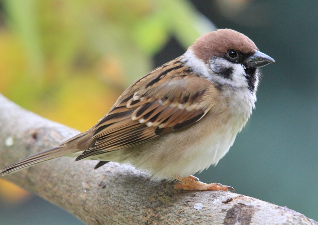 Passero mattugio [photo credit: www.flickr.com/photos/53256145@N07/6091325726Eurasian Tree Sparrow (Passer montanus)via photopincreativecommons.org/licenses/by-nc/2.0/]