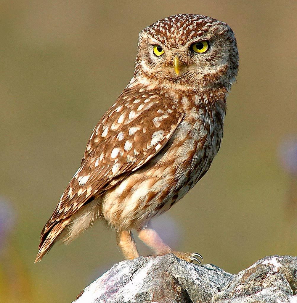 Athene noctua, civetta [photo credit: www.flickr.com/photos/14829735@N00/7092835215Κουκουβάγια: Athene noctua (Little Owl) by Trebol-a, modified by Stemonitis via photopincreativecommons.org/licenses/by/2.0]