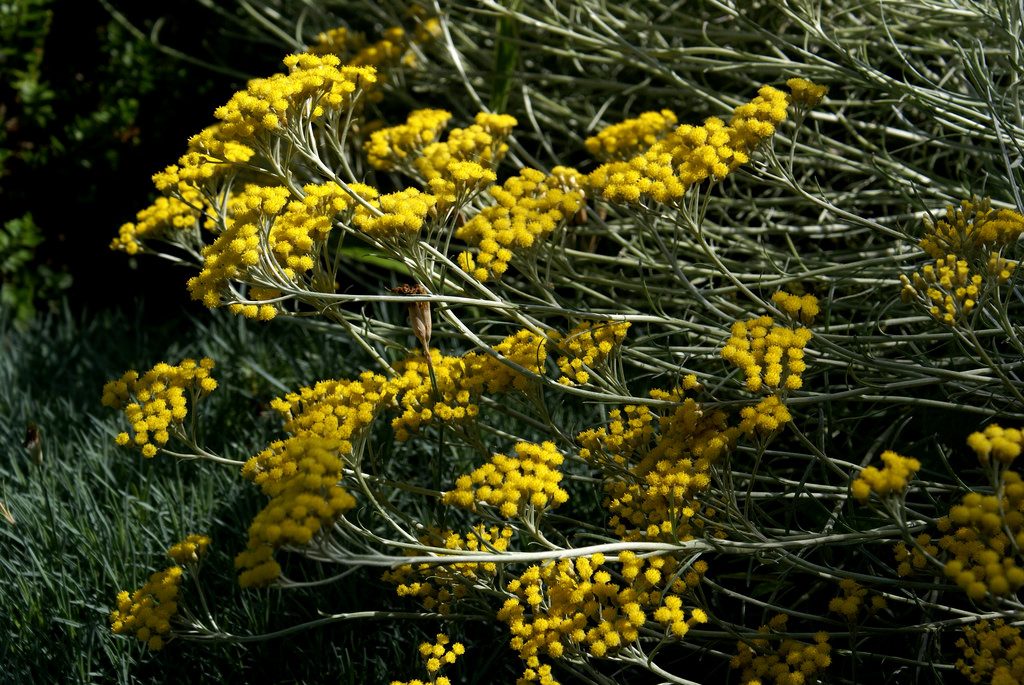 Helichrysum italicum, elicriso italiano photo credit: www.flickr.com/photos/96456350@N00/7591869428Renovating Curry Plant 1 of 3 via photopin.com creativecommons.org/licenses/by-nc-nd/2.0/