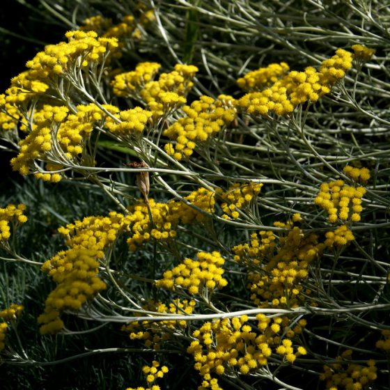 Helichrysum italicum, elicriso italiano photo credit: www.flickr.com/photos/96456350@N00/7591869428Renovating Curry Plant 1 of 3 via photopin.com creativecommons.org/licenses/by-nc-nd/2.0/