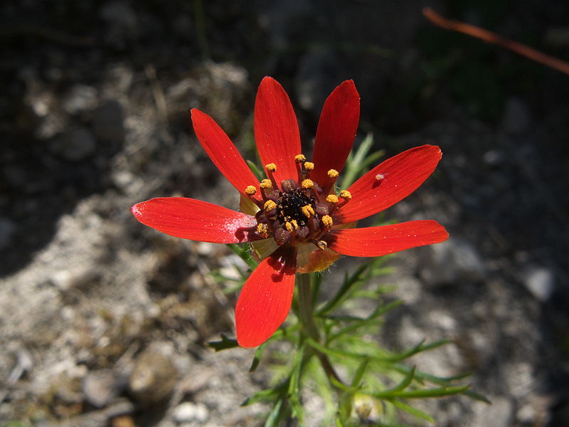 Adonis flammea, adonide fiamma, adonide scarlatta