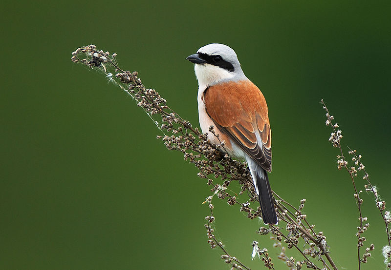 Averla piccola [Di Vogelartinfo - Opera propriaGFDL 1.2,commons.wikimedia.org/w/index.php?curid=12950800]