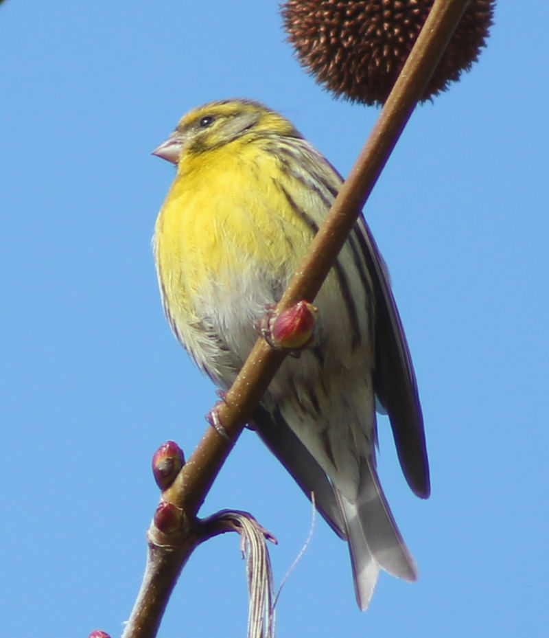 Serinus serinus, verzellino [foto di Luis García, CC BY-SA 3.0 es, commons.wikimedia.org/w/index.php?curid=25282343]