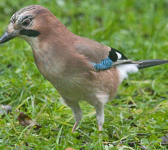 Ghiandaia [photo credit: www.flickr.com/photos/7322586@N06/8460547451Eurasian Jay (Garrulus glandarius)via photopincreativecommons.org/licenses/by-nc/2.0/]