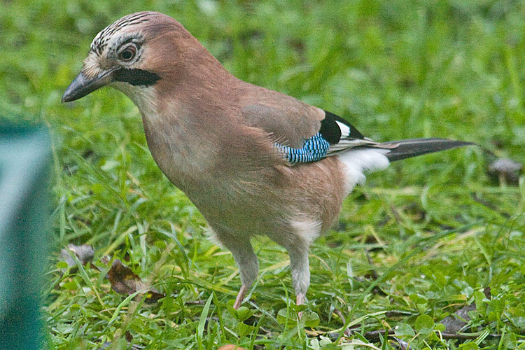 Ghiandaia [photo credit: www.flickr.com/photos/7322586@N06/8460547451Eurasian Jay (Garrulus glandarius)via photopincreativecommons.org/licenses/by-nc/2.0/]