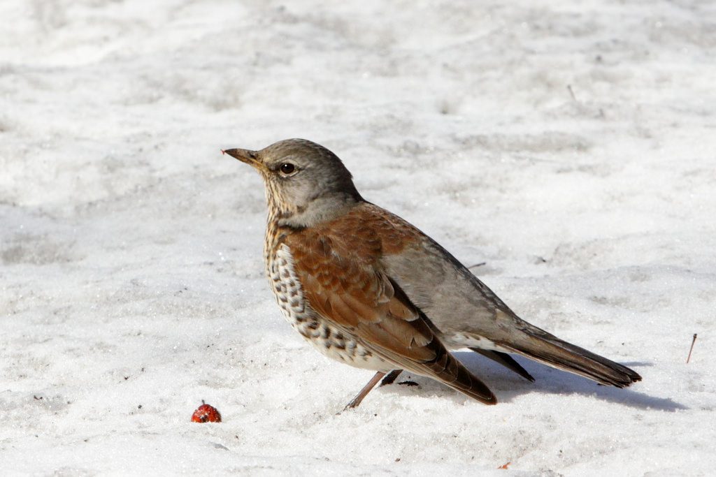 Turdus pilaris, cesena [photo credit: www.flickr.com/photos/29225114@N08/8635874129Fieldfare in the snow: the spring is (almost) here via photopincreativecommons.org/licenses/by-nc-sa/2.0/]