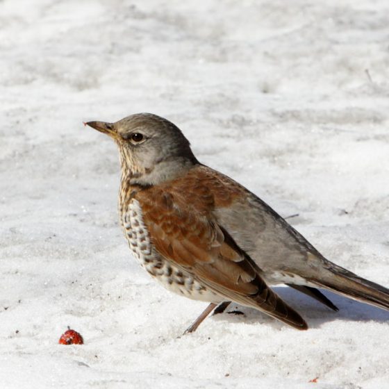 Turdus pilaris, cesena [photo credit: www.flickr.com/photos/29225114@N08/8635874129Fieldfare in the snow: the spring is (almost) here via photopincreativecommons.org/licenses/by-nc-sa/2.0/]