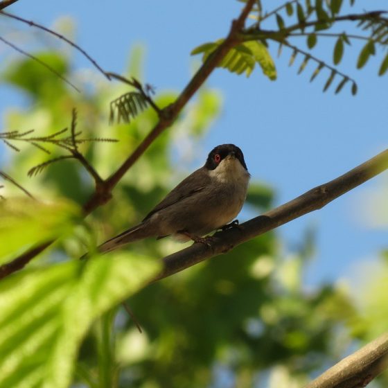 Occhiocotto [photo credit: www.flickr.com/photos/25401497@N02/8726815542Sylvia melanocephalavia photopincreativecommons.org/licenses/by/2.0/]