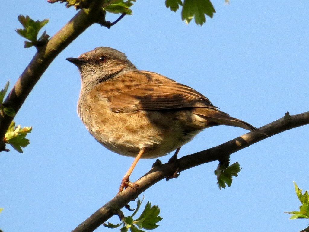 Passera scopaiola [photo credit: www.flickr.com/photos/92899351@N08/8736967286Dunnock or Hedge Accentor (Prunella modularis) via photopincreativecommons.org/licenses/by/2.0/]