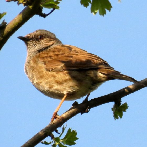 Passera scopaiola [photo credit: www.flickr.com/photos/92899351@N08/8736967286Dunnock or Hedge Accentor (Prunella modularis) via photopincreativecommons.org/licenses/by/2.0/]