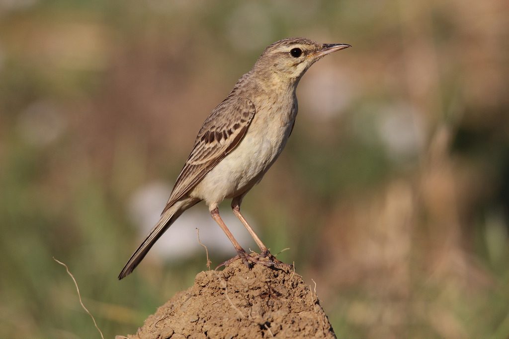 Calandro [photo credit: www.flickr.com/photos/60740813@N04/9289517079ANTHUS CAMPESTRISvia photopincreativecommons.org/licenses/by/2.0/]