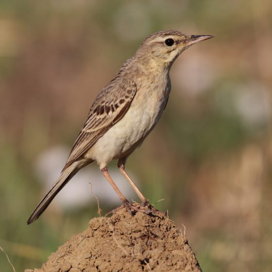 Calandro [photo credit: www.flickr.com/photos/60740813@N04/9289517079ANTHUS CAMPESTRISvia photopincreativecommons.org/licenses/by/2.0/]