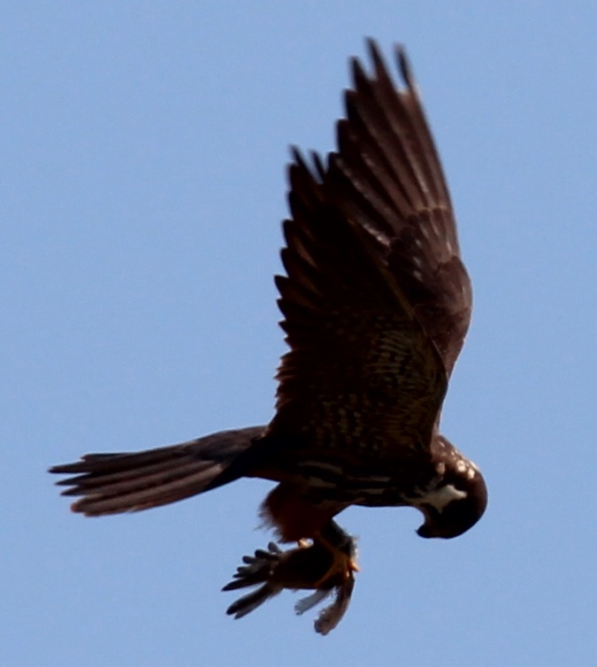 Falco subbuteo, lodolaio [photo credit: da www.flickr.com/photos/60740813@N04/9773074234 - Eurasian hobby with pray, Lodolaio con preda via photopin creativecommons.org/licenses/by/2.0