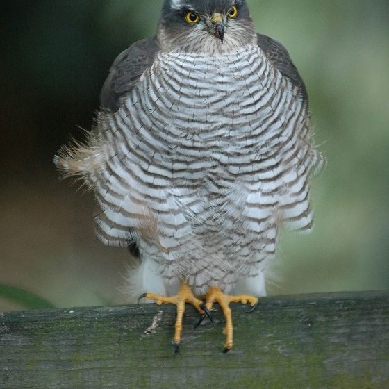 Accipiter nisus, sparviere [da wikipedia via Flickr by Meneer Zjeroen at flickr.com/photos/75467759@N00/4028311597