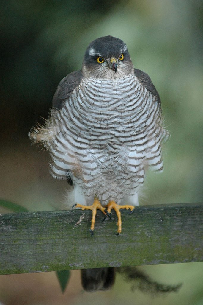 Accipiter nisus, sparviere [da wikipedia via Flickr by Meneer Zjeroen at flickr.com/photos/75467759@N00/4028311597