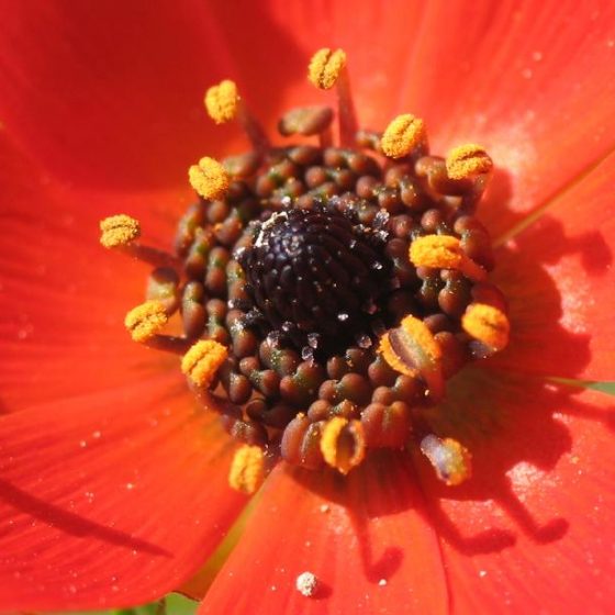 Adonis annua, adonide annua, adonide rossa da Wikipedia Fotografía digital realizada por Pablo Alberto Salguero Quiles en la zona sur de la comunidad de Madrid en una zona relativamente húmeda entre Ciempozuelos y Valdemoro. El ejemplar no tenía más de 40 cm de alto y unos 30 de ancho. Las fotografias fueron realizadas en el mes de Abril. This file is licensed under the Creative Commons Attribution-Share Alike 3.0 Unported license.