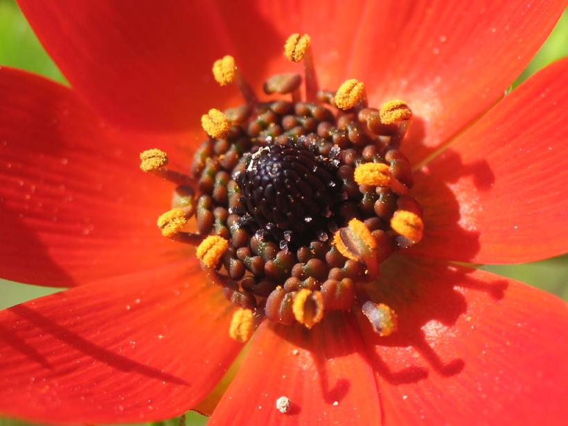 Adonis annua, adonide annua, adonide rossa