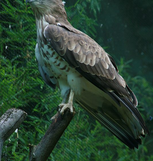 Biancone [photo credit: Short-toed eagle (Biancone) via photopin (license)]