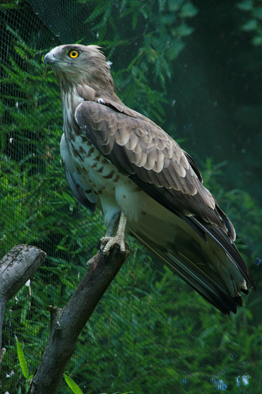 Biancone [photo credit: Short-toed eagle (Biancone) via photopin (license)]