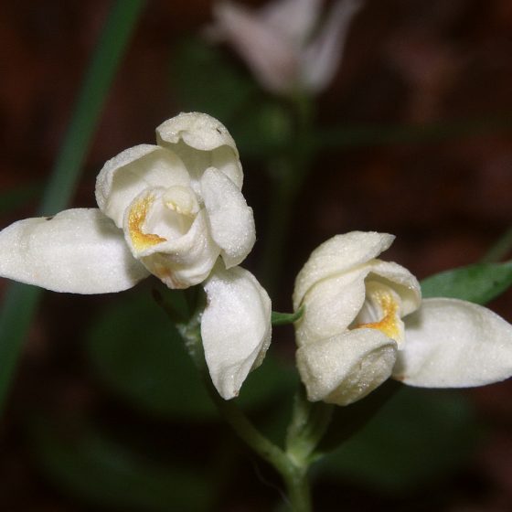 Cephalanthera damasonium, cefalantera bianca, elleborina bianca di Bernd Haynold - Opera propria, CC BY 2.5,commons.wikimedia.org/w/index.php?curid=858156