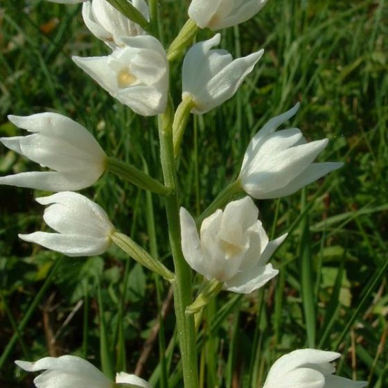 Cephalanthera longifolia, cefalantera maggiore Picture from French Wikipedia commons.wikimedia.org/wiki/photo J.F. Gaffard, Bucey-lès-Gy, mai 2004