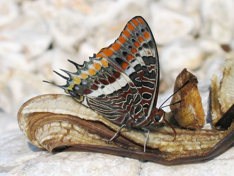 Charaxes jasius - ninfa del corbezzolo